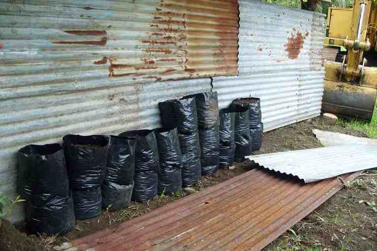 Plus de 1000 pieds de paka saisis à Papara