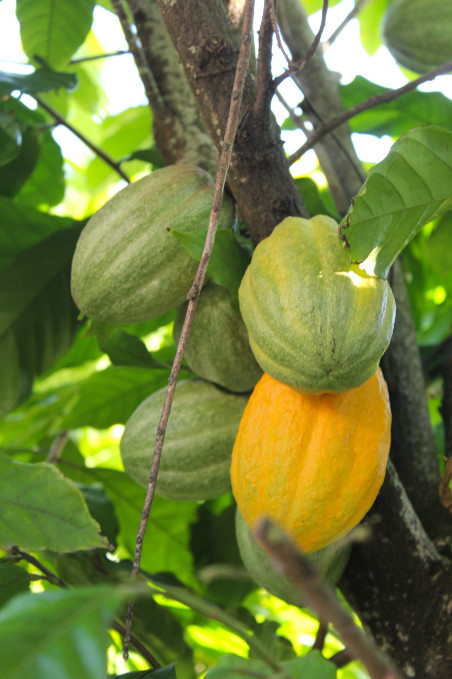 Les cabosses de cacao poussent à même le tronc ou les grosses branches du cacayoer, un arbre dit de ce fait « cauliflore ».