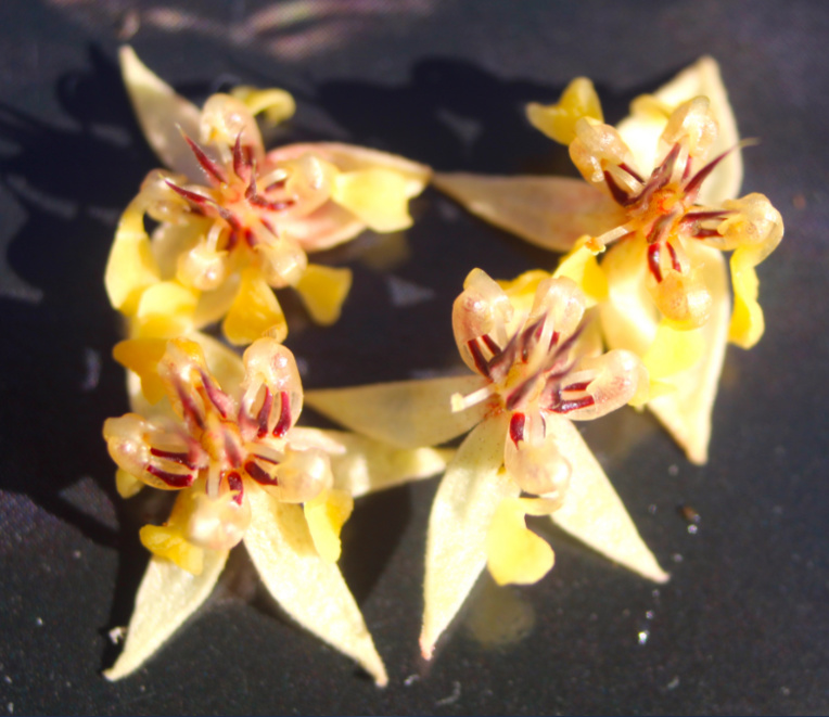 Gros plan sur les petites fleurs du cacaoyer. Une sur cinq cents deviendra une belle cabosse. Gros plan sur les petites fleurs du cacaoyer. Une sur cinq cents deviendra une belle cabosse.