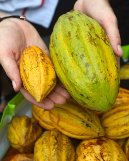 Il y a de nombreux hybrides de cacaoyers en Polynésie, certains produisant de grosses cabosses et d’autres des très petites.