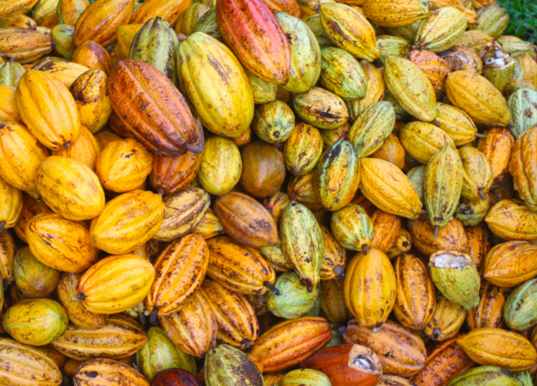 La variété des formes et des couleurs des calebasses donne une idée du nombre d’hybrides dans nos îles. La variété des formes et des couleurs des calebasses donne une idée du nombre d’hybrides dans nos îles.