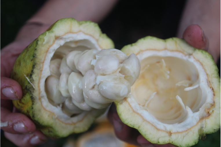 A l’intérieur de la calebasse sont rangées des fèves dans un mucilage blanc sucré. A l’intérieur de la calebasse sont rangées des fèves dans un mucilage blanc sucré.