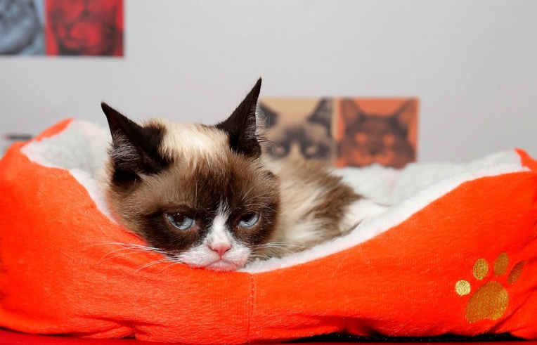 Coqueluche de l'internet, "Grumpy Cat" est morte Coqueluche de l'internet, "Grumpy Cat" est morte