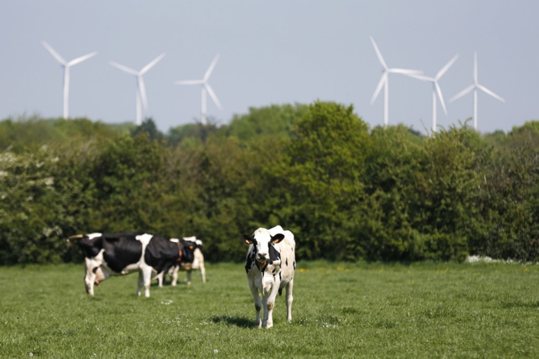 Mystère autour d'éoliennes accusées de tuer des vaches Mystère autour d'éoliennes accusées de tuer des vaches