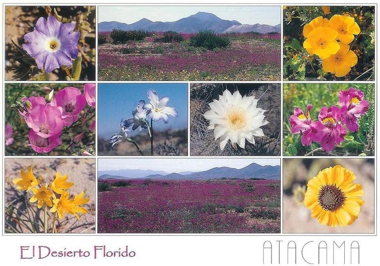 Chili: Atacama, le désert "en fleurs" comme jamais depuis 20 ans