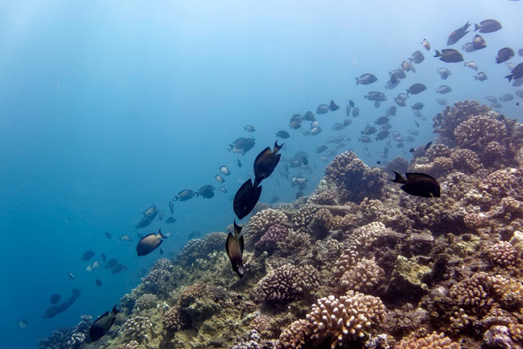 Ces poissons herbivores se nourrissent d'algues, et se faisant ils assurent la prospérité des coraux qui ont besoin eux-aussi de lumière. (crédit photo : Gilles Siu)