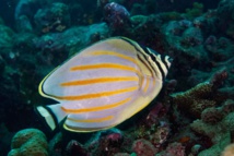 Même les poissons qui mangent le corail, comme ce poisson-papillon, ont un rôle dans la survie du récif. (Crédit photo : Gilles Siu)