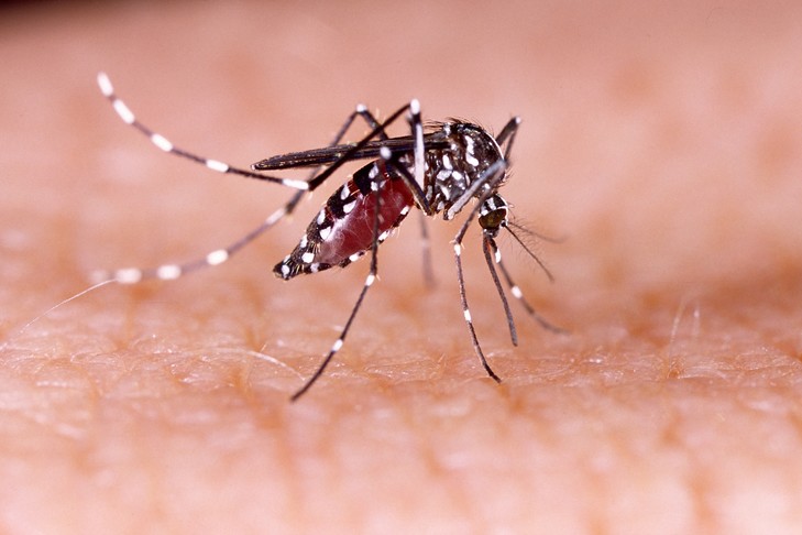 Dengue 2 : épidémie à Tahiti, alerte à Moorea, Bora Bora et Nuku Hiva