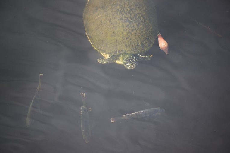 A Mayotte, un an ferme pour un braconnier, garde tortue du conseil départemental A Mayotte, un an ferme pour un braconnier, garde tortue du conseil départemental
