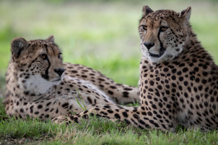 "Le bien-être animal" au coeur du Parc des Félins "Le bien-être animal" au coeur du Parc des Félins