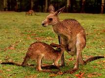 Intempéries en Australie, les kangourous prolifèrent