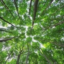 Forêts capteuses de CO2: les forestiers privés veulent un soutien financier