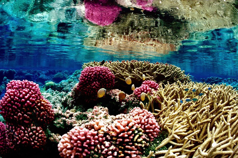 Les fonds marins de Palmyra contiennent certes un trésor, mais également des merveilles de vie animale, comme ces coraux.