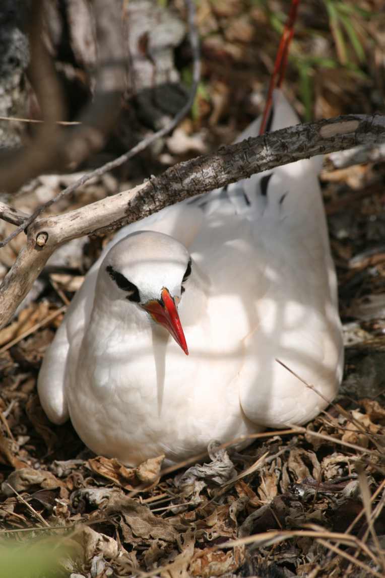 Un paille-en-queue au nid ; les oiseaux constituent l’une des attractions touristiques de l’atoll.