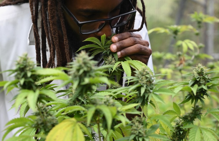 Jamaïque: à la recherche de la ganja perdue