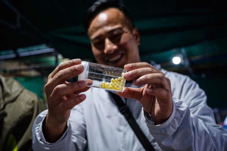 A Hong Kong, un scientifique veut ressusciter la "Perle de l'Orient"