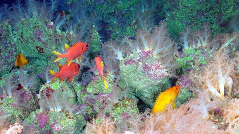 La fosse des îles Mariannes, zone la plus profonde de la planète, a été hautement protégée par une réserve marine en 2009 (crédit Pew)