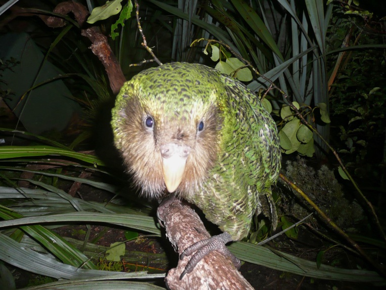 Une épidémie menace le kakapo, perroquet en danger d'extinction