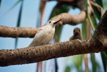Un congrès de paléo et néo-écologie à Moorea