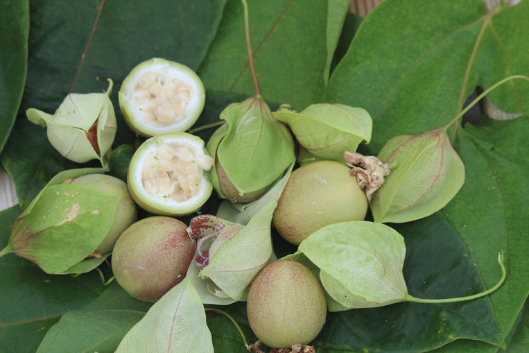 Carnet de voyage - Balade autour de Raivavae