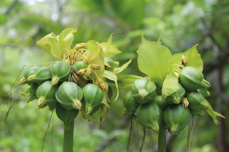 Carnet de voyage - Balade autour de Raivavae Carnet de voyage - Balade autour de Raivavae