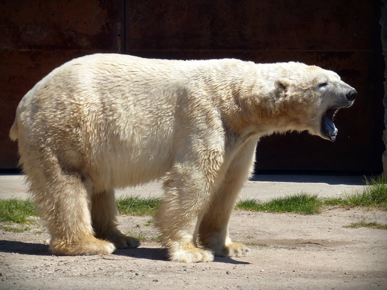 Russie: un ours blanc affamé repéré à plus de 800 km de son habitat