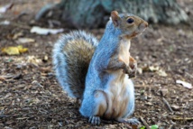 USA: il donnait de la meth à son écureuil pour en faire un animal d'attaque
