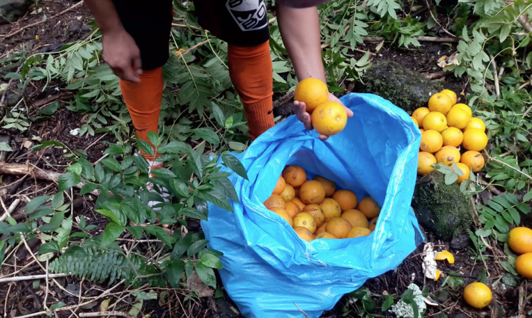 Les oranges du plateau de Maretia sont réputées pour être les plus belles et les plus savoureuses. Les oranges du plateau de Maretia sont réputées pour être les plus belles et les plus savoureuses.