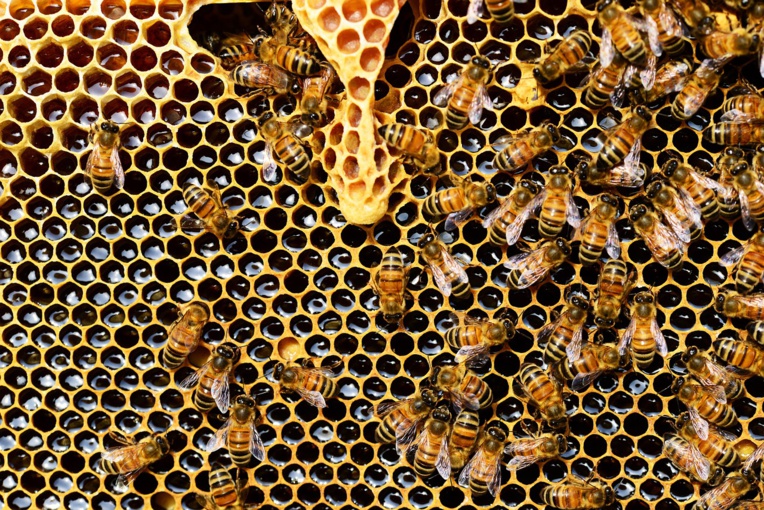 Gelées, froid et maintenant canicule: la récolte de miel en totale déconfiture