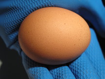 Augmentation des cas de salmonellose : retrait des oeufs "Sangue Farm" 