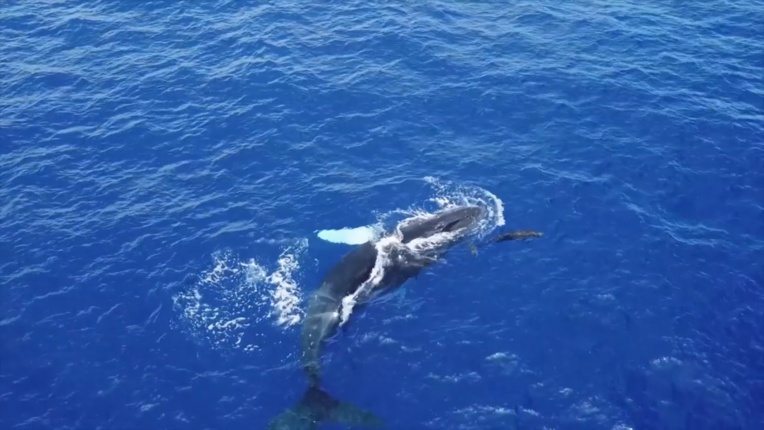 Les premières baleines déjà observées au fenua