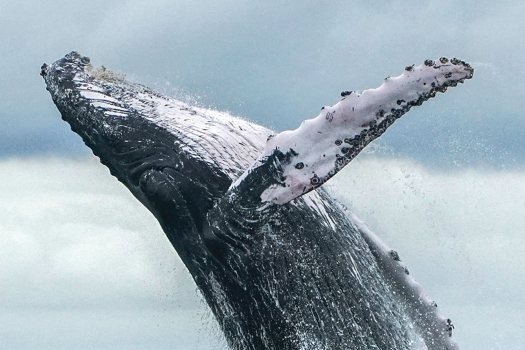 Japon: premières prises de baleines à des fins commerciales depuis 31 ans