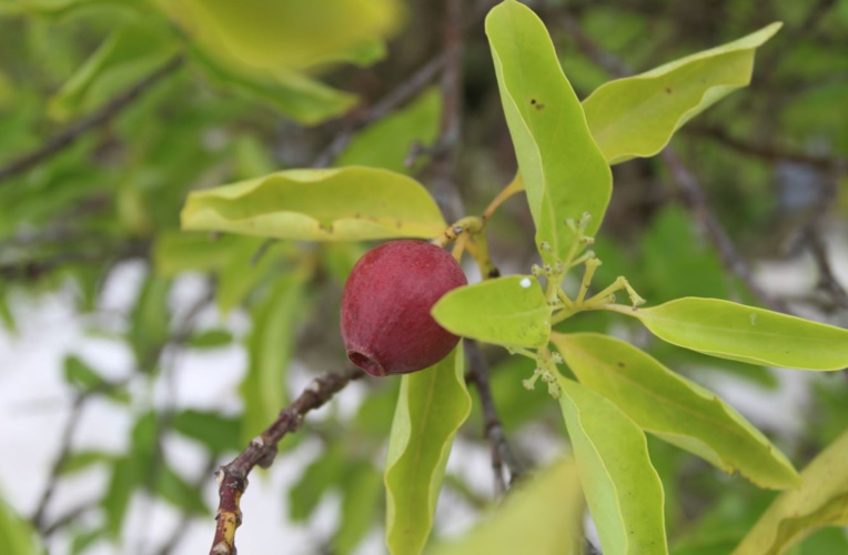 ​Raivavae, l’île aux santals