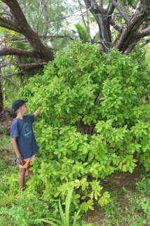 ​Raivavae, l’île aux santals