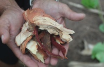 ​Raivavae, l’île aux santals