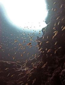 De nouvelles espèces de poissons découvertes aux Marquises