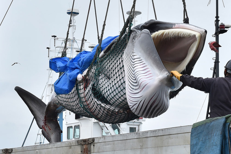 Des baleines ciblées par les Japonais en danger d'extinction