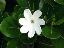 Tiare Tahiti, la fleur symbole de Tahiti