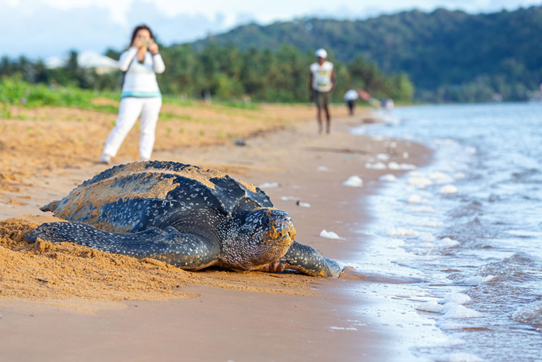 En Guyane, la tortue luth se fait de plus en plus rare