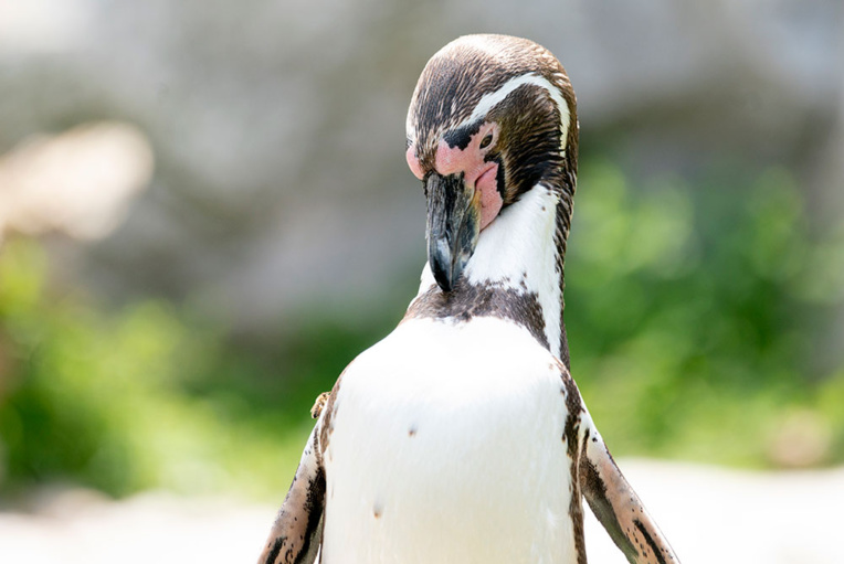 Afrique du Sud: des manchots englués dans du pétrole, le soutage des navires en question Afrique du Sud: des manchots englués dans du pétrole, le soutage des navires en question