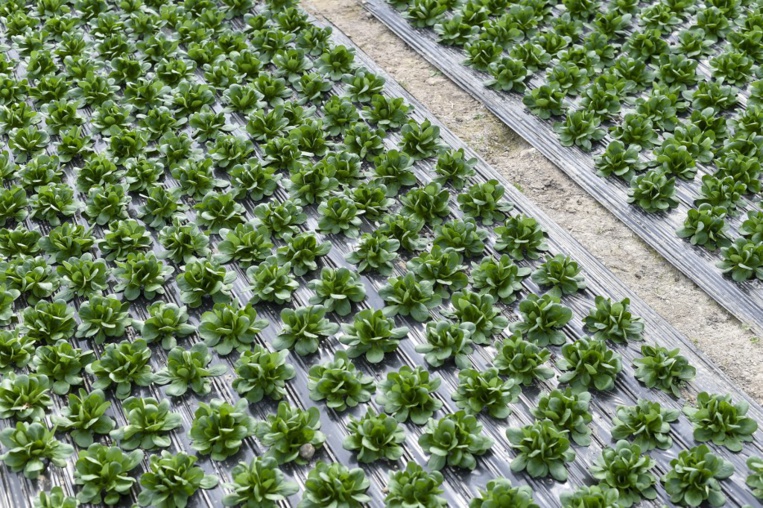 Bio: les serres chauffées autorisées mais l'utilisation encadrée Bio: les serres chauffées autorisées mais l'utilisation encadrée