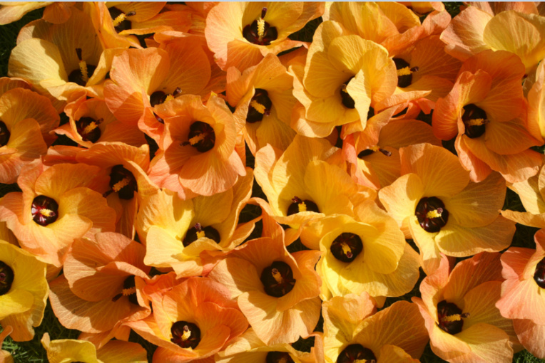 Carnet de voyage - Raivavae, l’île aux hibiscus XXL Carnet de voyage - Raivavae, l’île aux hibiscus XXL