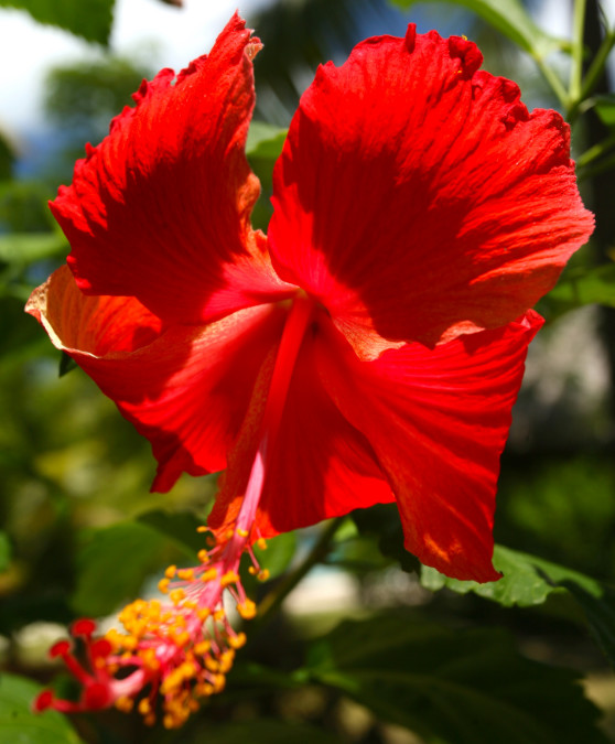 Le nom scientifique de l’hibiscus (Hibiscus rosa-sinensis) peut faire croire que la plante est originaire de Chine. En réalité, on ne connaît pas son lieu de naissance, sans doute l’Extrême-Orient tropical.
