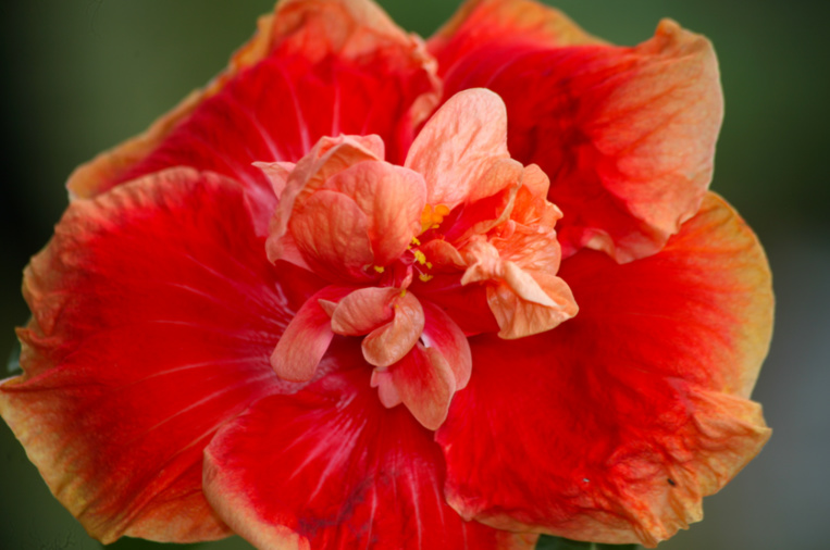 Une variété double d’hibiscus ; la fleur se prête à presque tous les caprices des hommes, sauf sur un point : la nature et toute leur science ne leur a jamais permis de produire un hibiscus bleu.