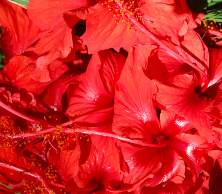 Une variété d’hibiscus rouge avait  été introduite par les premiers Polynésiens lors de leurs migrations vers l’est. Elle a des propriétés médicinales, ce qui n’est pas forcément le cas des variétés importées plus tardivement.