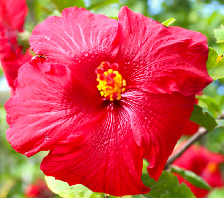 Attention aux prétendues propriétés médicinales de l’hibiscus ; elles s’appliquent, en médecine traditionnelle, aux hibiscus introduits par les Polynésiens, pas aux variétés dues aux Européens et encore moins à tous les hybrides.