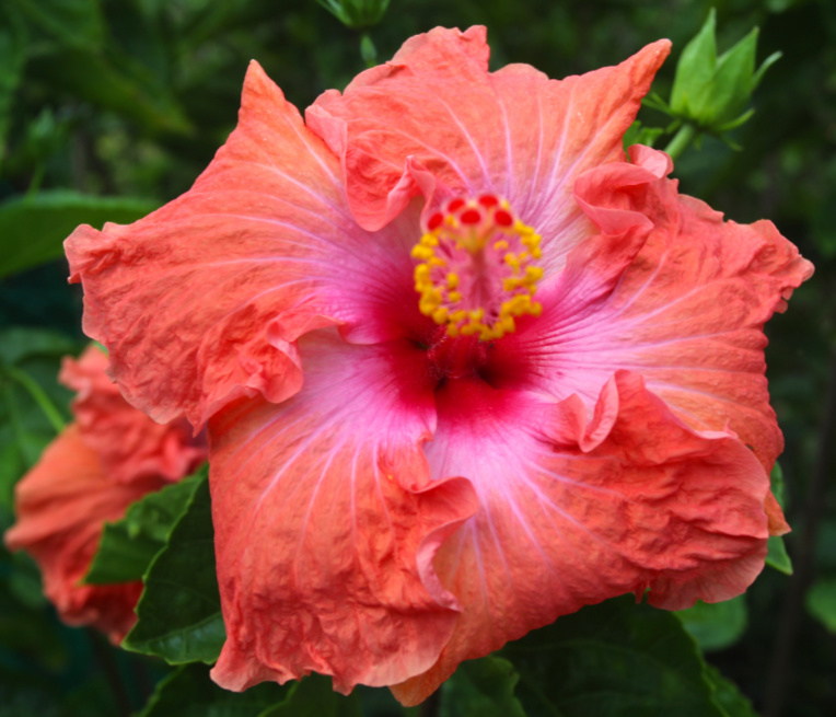 Vous rêvez de remplir votre jardin de beaux hibiscus ? Rien de plus facile, une simple bouture plantée en terre et arrosée vous donnera très vite un plant portant de belles fleurs. Mais avant de saccager la haie de vos voisins, demandez-leur la permission… Vous rêvez de remplir votre jardin de beaux hibiscus ? Rien de plus facile, une simple bouture plantée en terre et arrosée vous donnera très vite un plant portant de belles fleurs. Mais avant de saccager la haie de vos voisins, demandez-leur la permission…