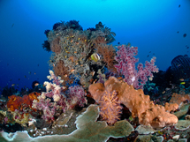 Réchauffement climatique: l'électricité au secours des coraux