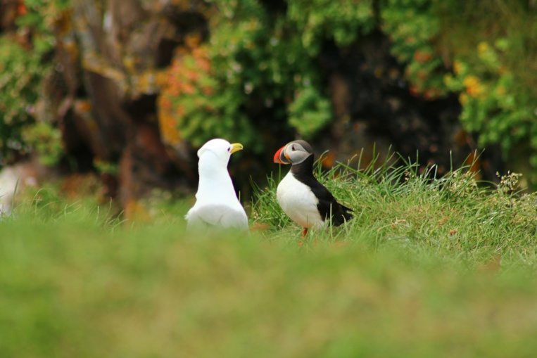 L'impact des fientes d'oiseaux sur les coraux étudié en N-Calédonie L'impact des fientes d'oiseaux sur les coraux étudié en N-Calédonie