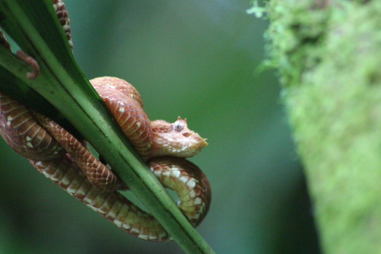 Certaines personnes ont tellement peur des serpents qu’on parle de phobie. C’est l’ophiophobie. Certaines personnes ont tellement peur des serpents qu’on parle de phobie. C’est l’ophiophobie.